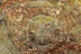 Polished Petrified Wood (Araucarioxylon) Slab - Arizona #305317-1